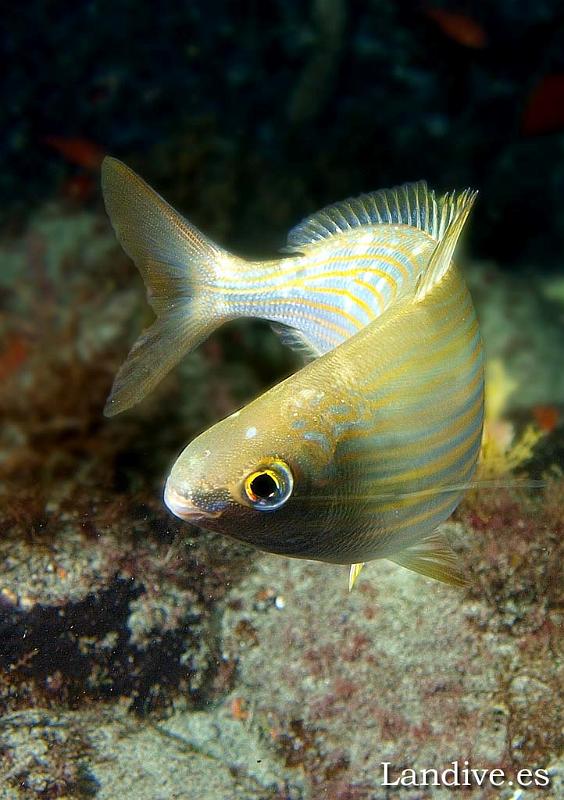 Salema ( Sarpa salpa )4.jpg - OLYMPUS DIGITAL CAMERA